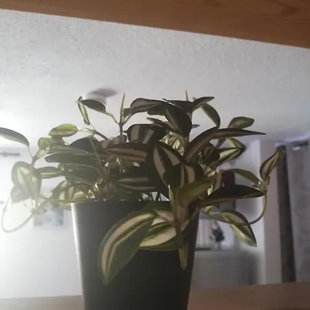 Au Pied Des Pistes *